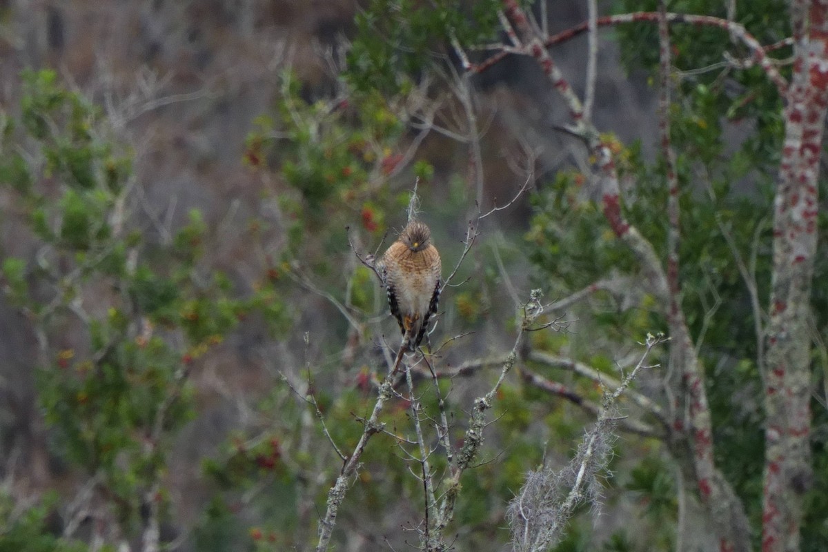 Rotschulterbussard - ML646747843