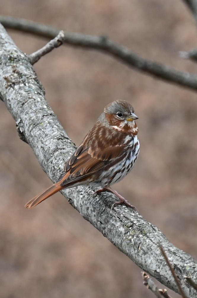 Chingolo Zorruno - ML646747846