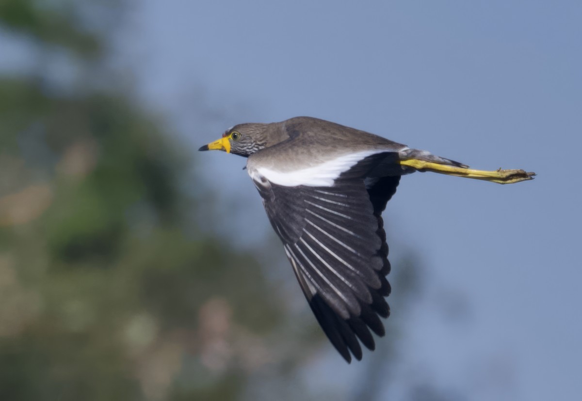Wattled Lapwing - ML646747847