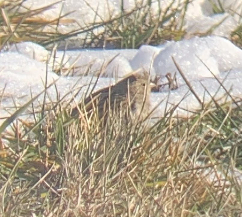 Chestnut-collared Longspur - ML646747851