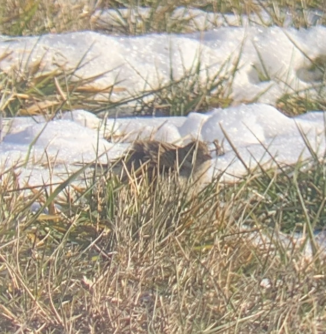 Chestnut-collared Longspur - ML646747852