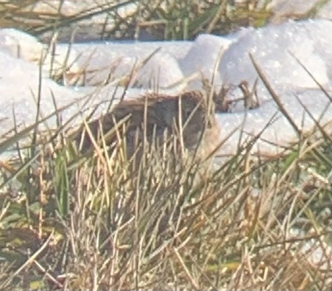 Chestnut-collared Longspur - ML646747853