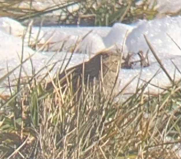 Chestnut-collared Longspur - ML646747854