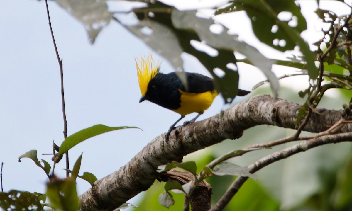 Sultan Tit - ML646747855