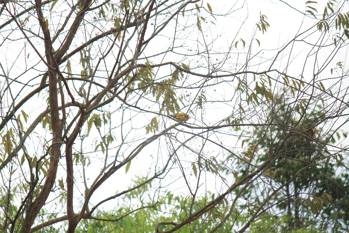 Black-naped Oriole - ML646747858