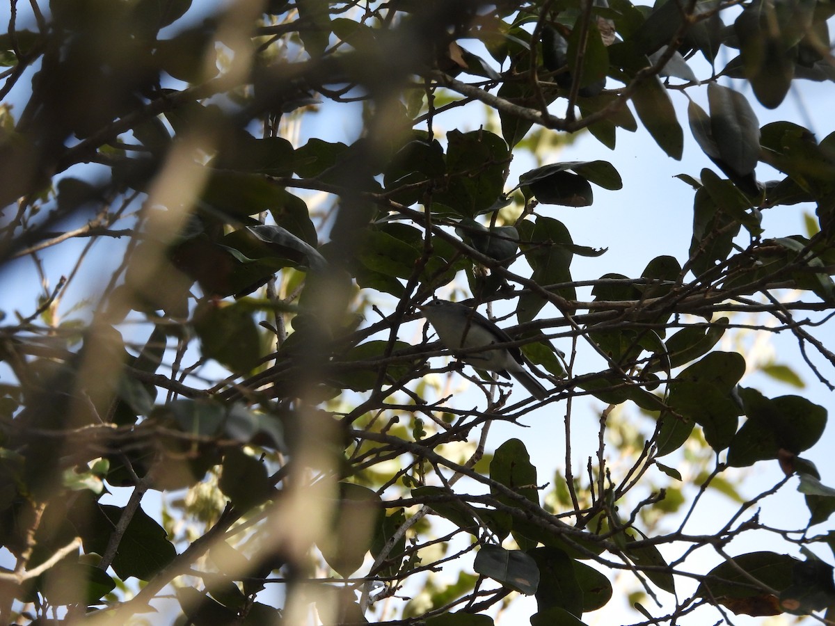 Blue-gray Gnatcatcher - ML646747859