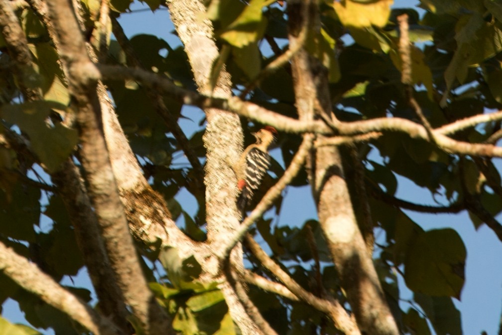 Fulvous-breasted Woodpecker - ML646747860