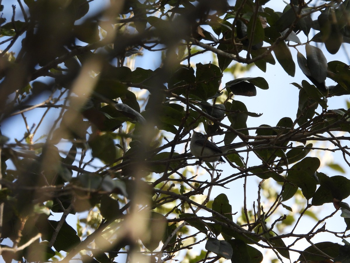 Blue-gray Gnatcatcher - ML646747861