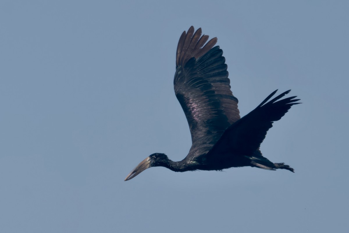African Openbill - ML646747862