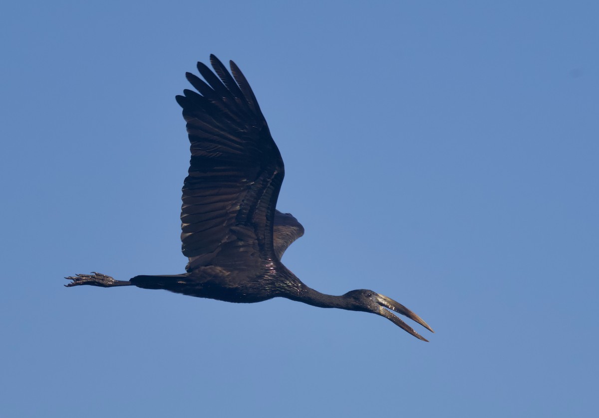 African Openbill - ML646747863