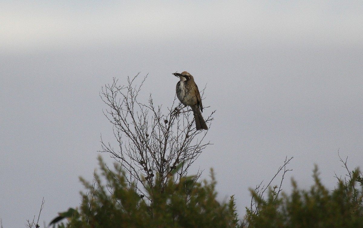 Желтоголовый медовник - ML646747887