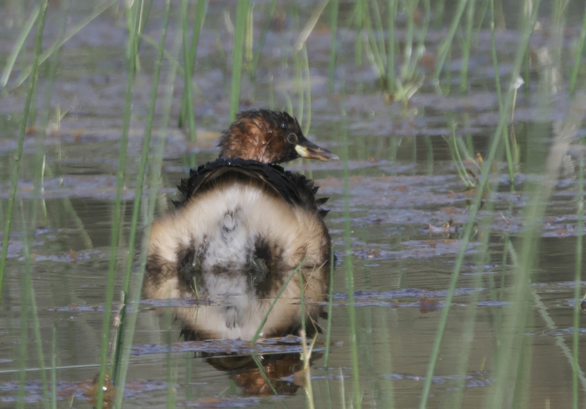 Little Grebe - ML646747888