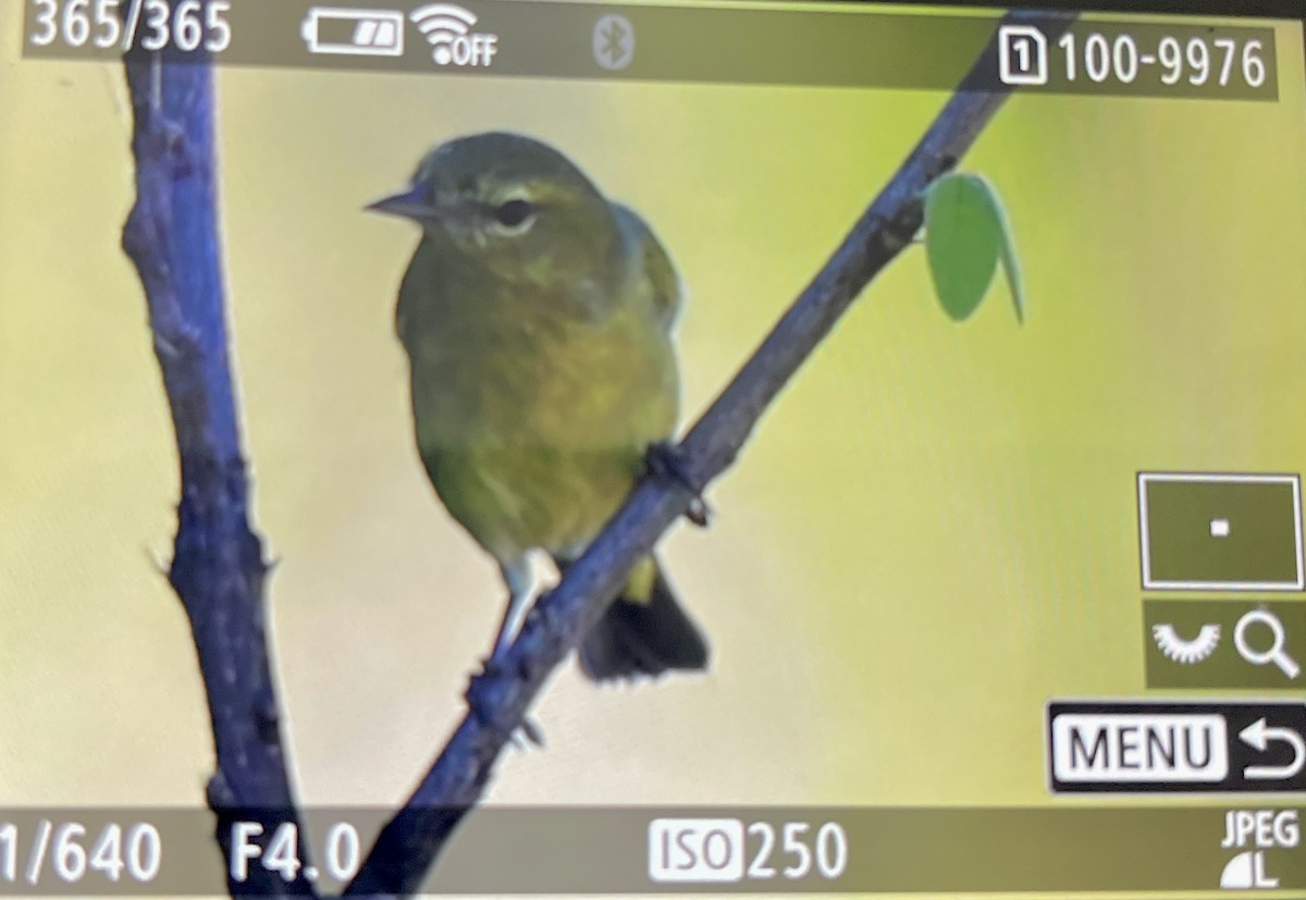 oransjekroneparula - ML646747889