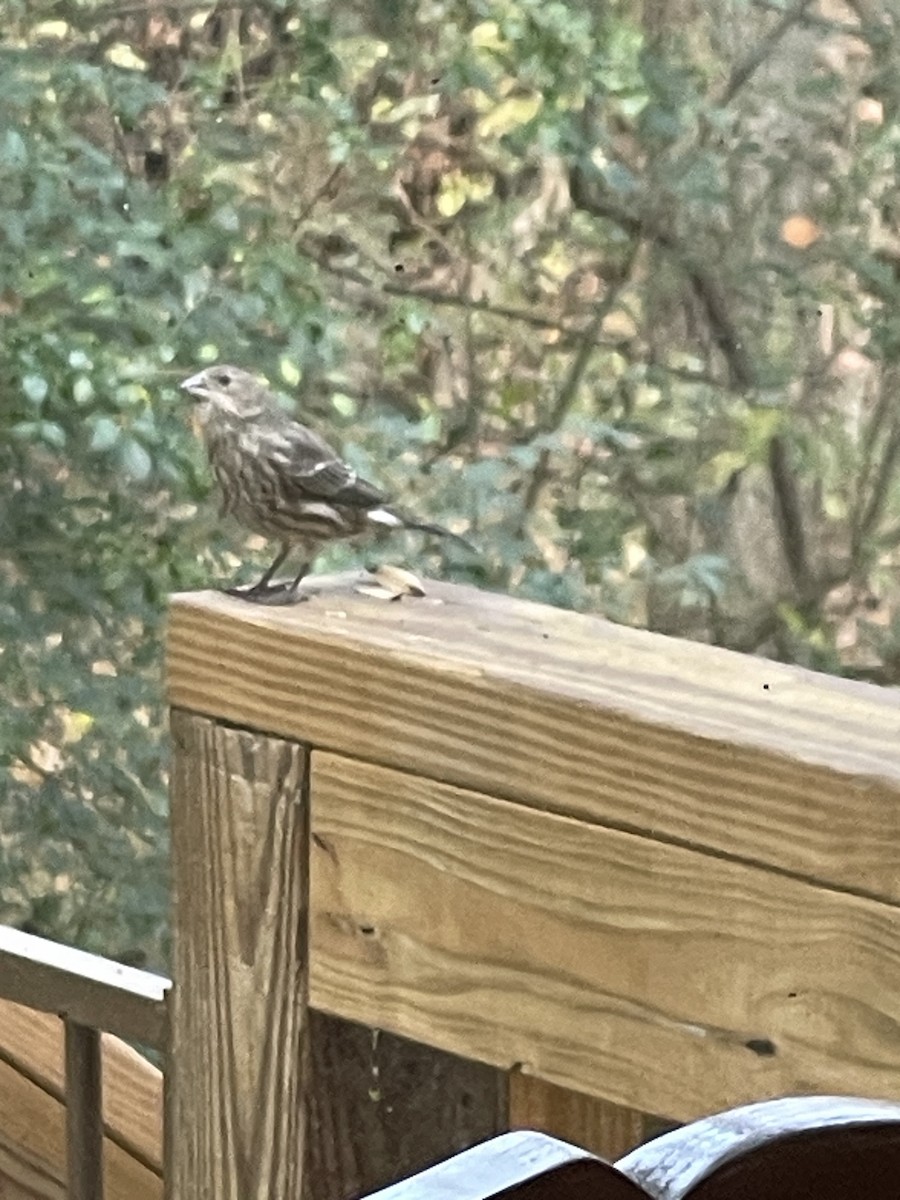 House Finch - ML646747891