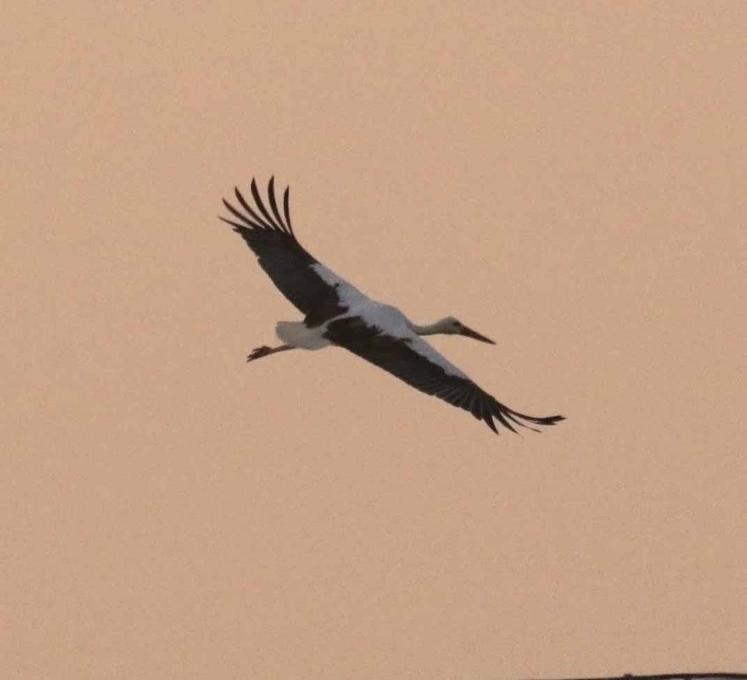 Белый аист - ML646747892