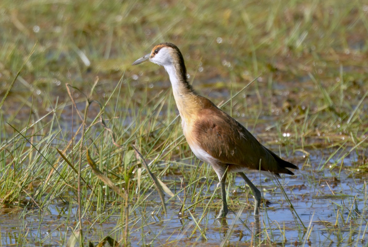 Jakana afrikarra - ML646747893