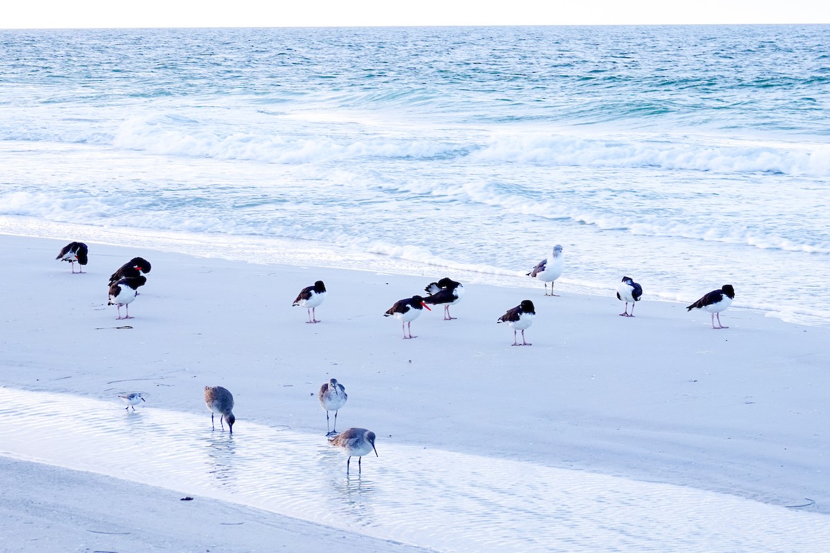 American Oystercatcher - ML646747894