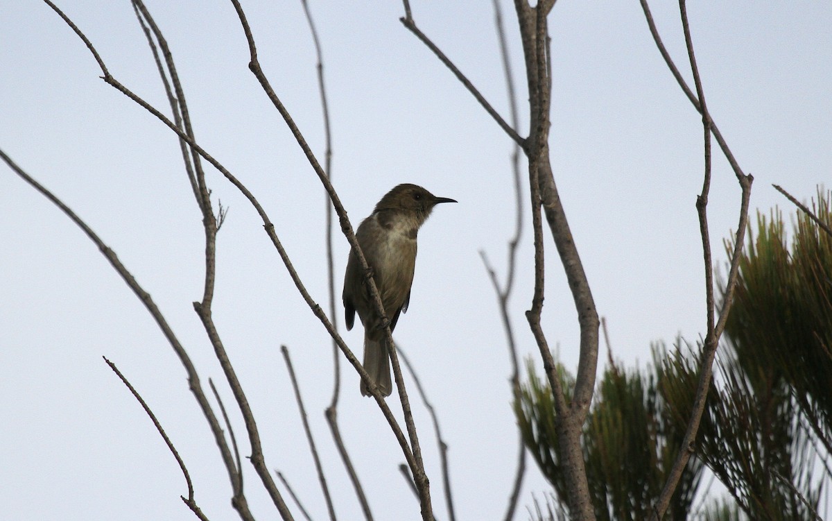 Златокрылый медолюб - ML646747896