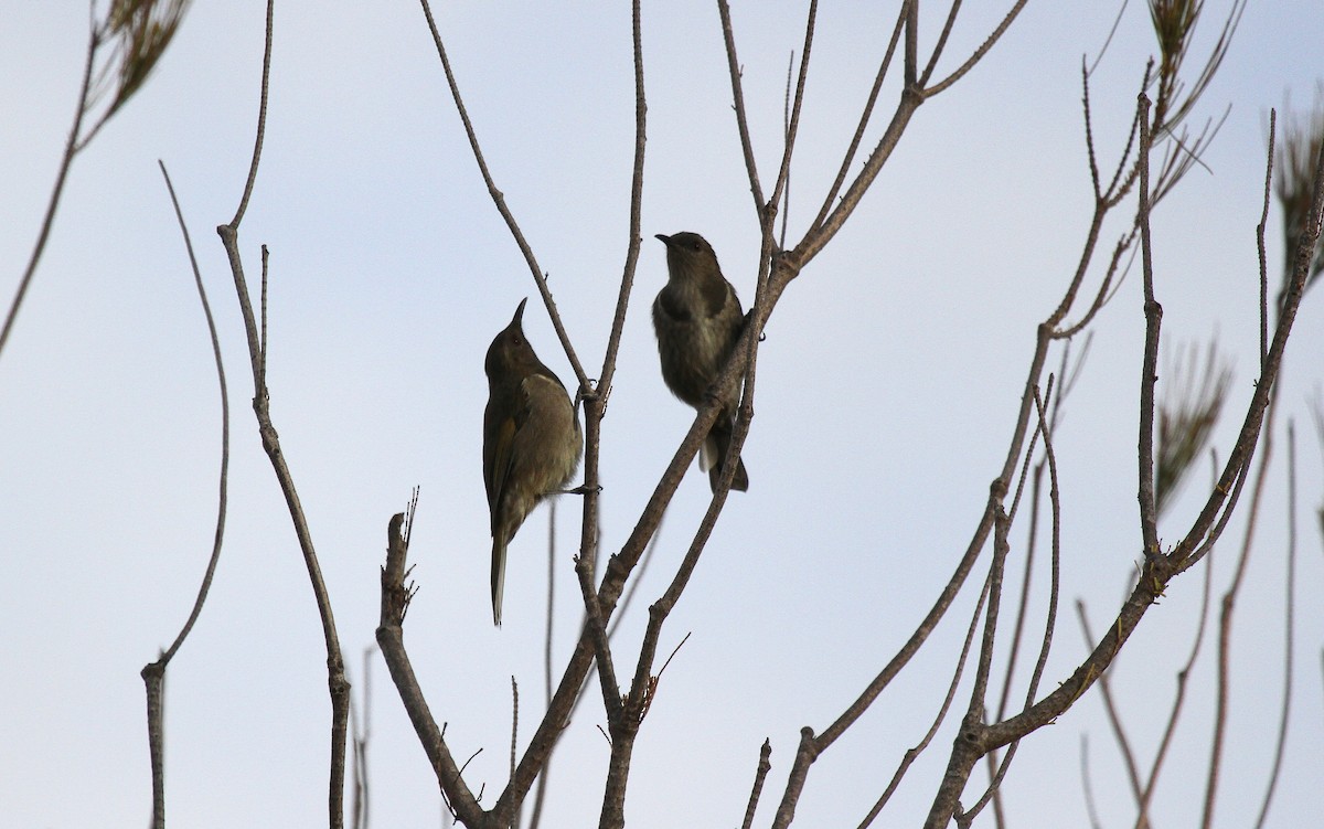 Златокрылый медолюб - ML646747897