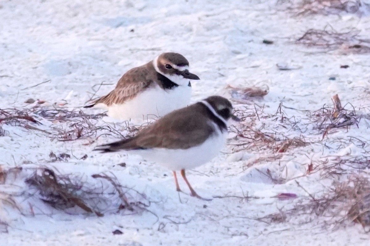 Wilson's Plover - ML646747900