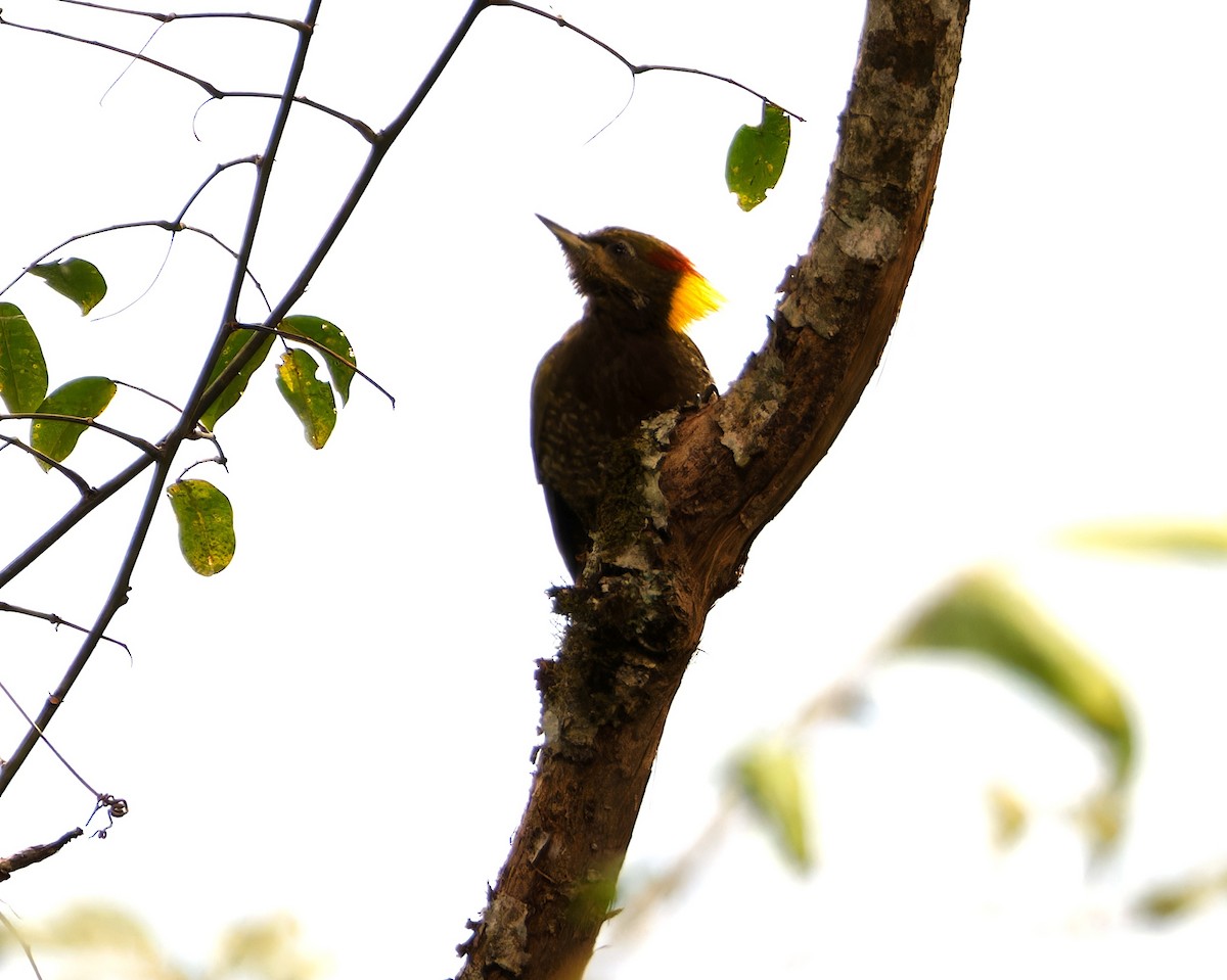 Жовна мала - ML646747901