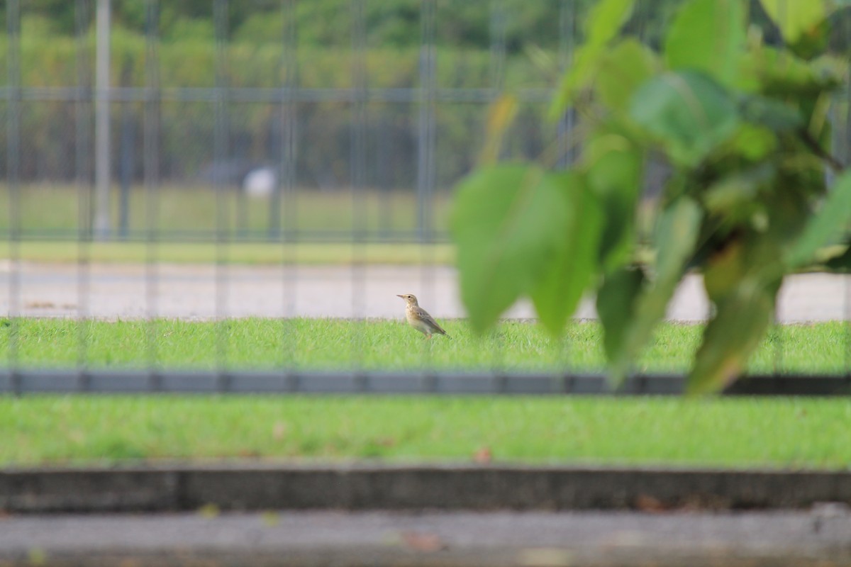 Paddyfield Pipit - ML646747903