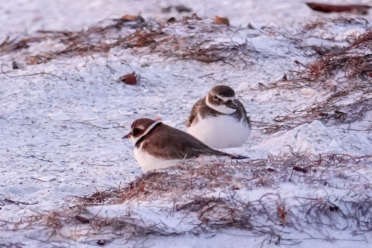 Semipalmated Plover - ML646747905