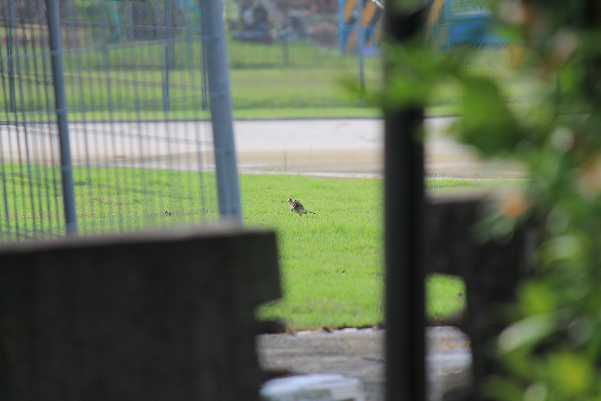 Paddyfield Pipit - ML646747906