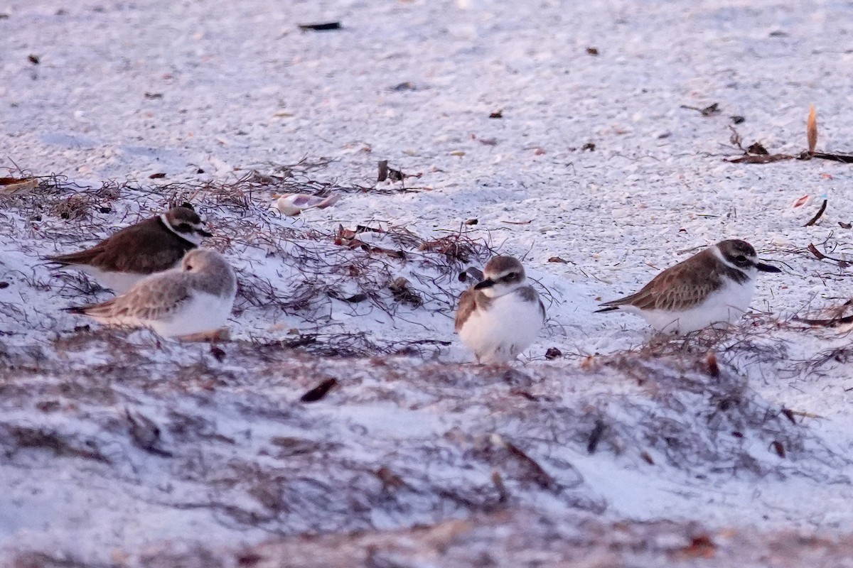 Wilson's Plover - ML646747907