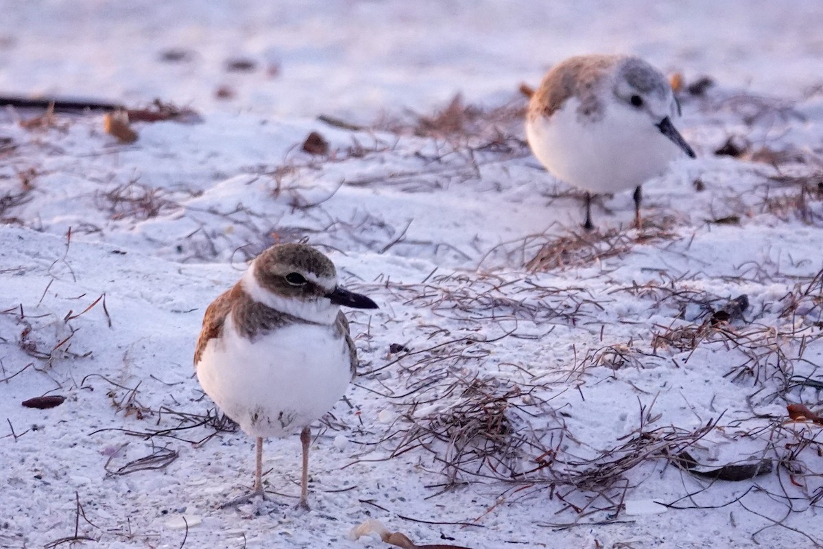 Wilson's Plover - ML646747909