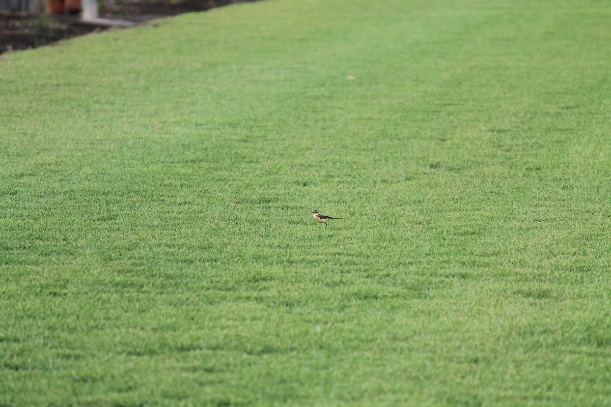 Gray Wagtail - ML646747911