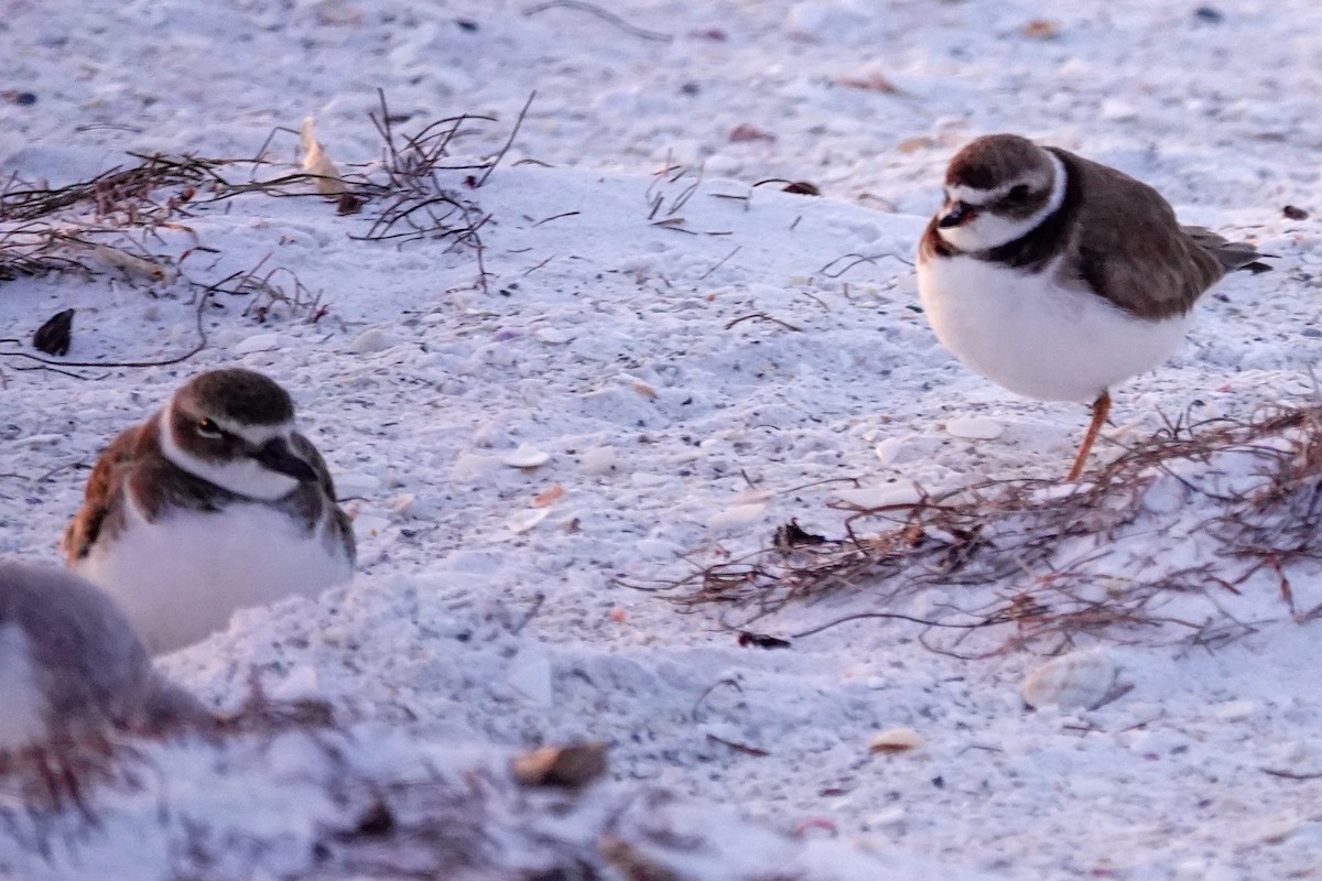 Wilson's Plover - ML646747912