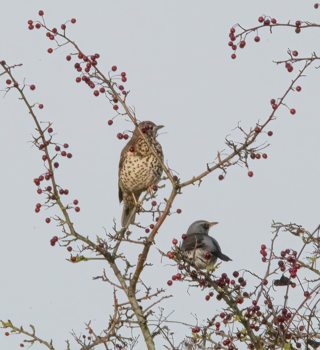 Fieldfare - ML646747914