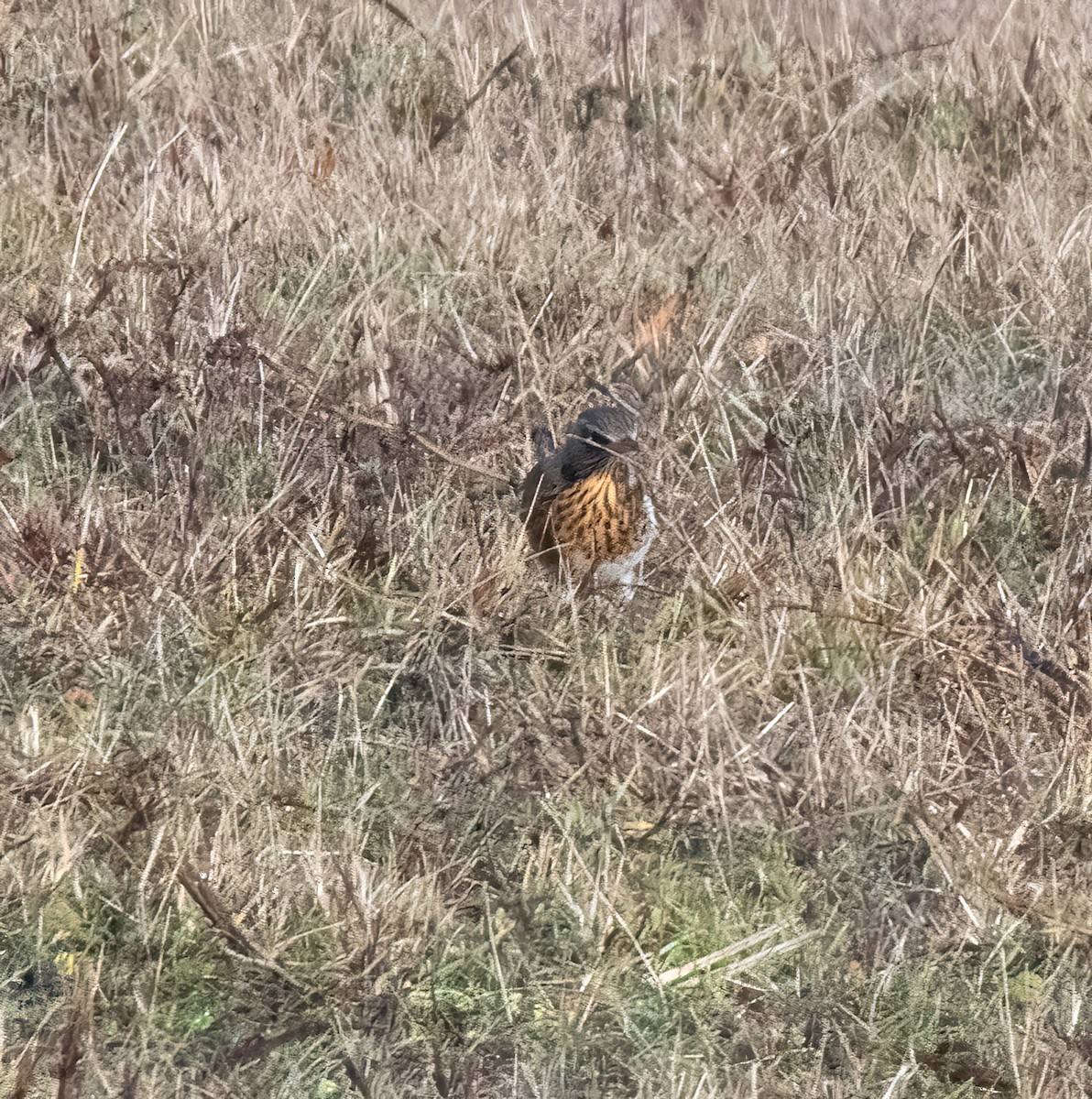 Fieldfare - ML646747917