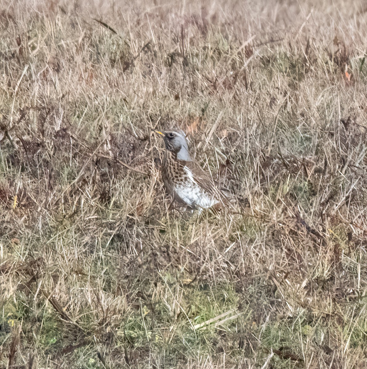 Fieldfare - ML646747919