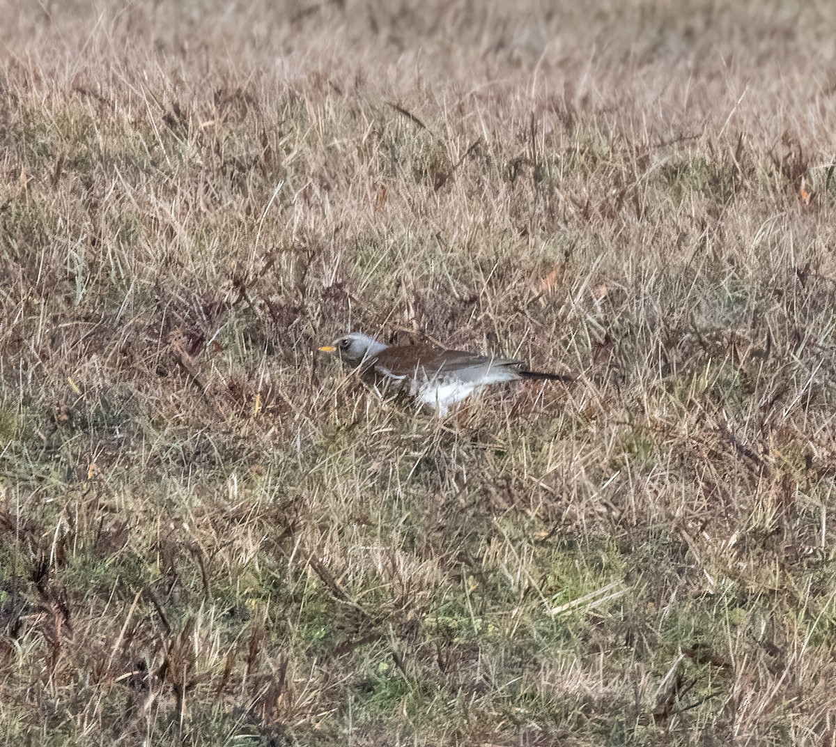 Fieldfare - ML646747920