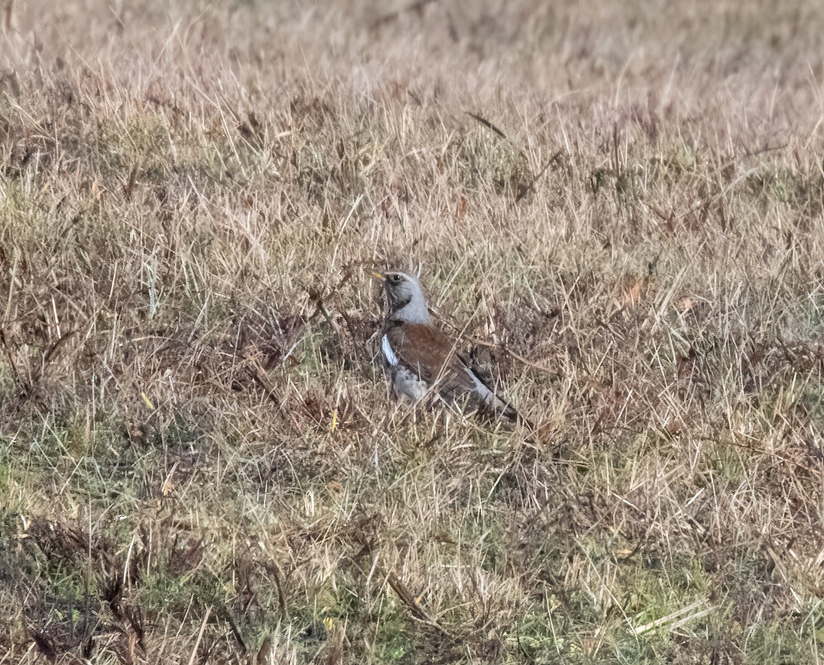 Fieldfare - ML646747922