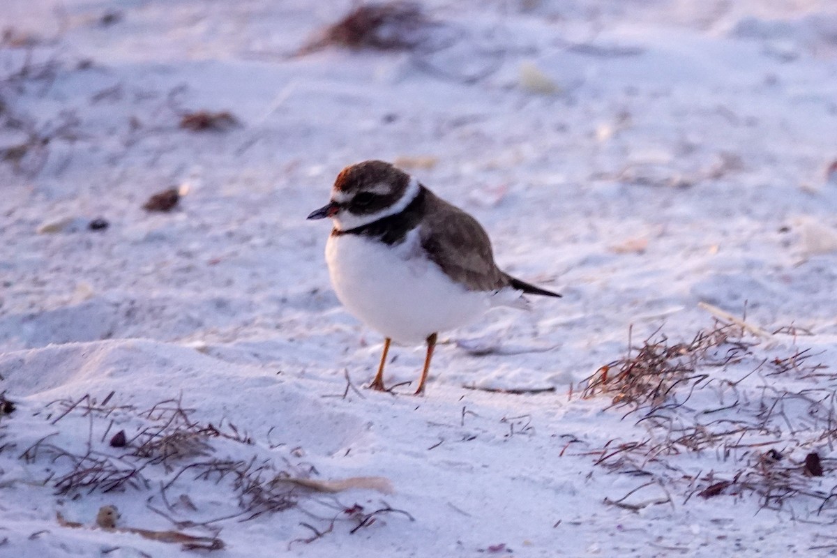 Semipalmated Plover - ML646747923