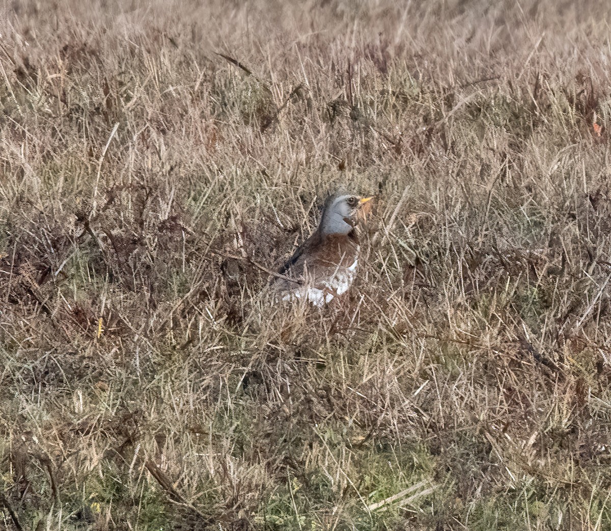 Fieldfare - ML646747924