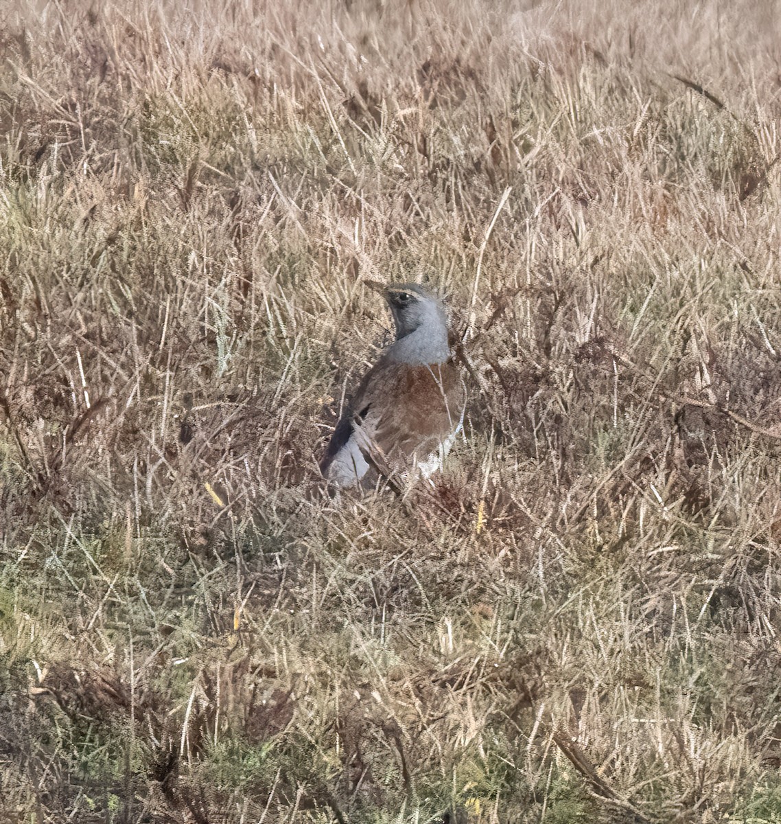 Fieldfare - ML646747925