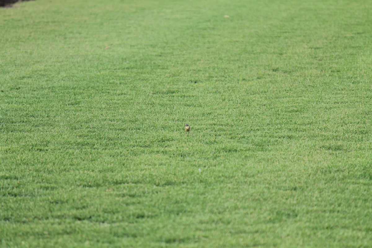 Gray Wagtail - ML646747927