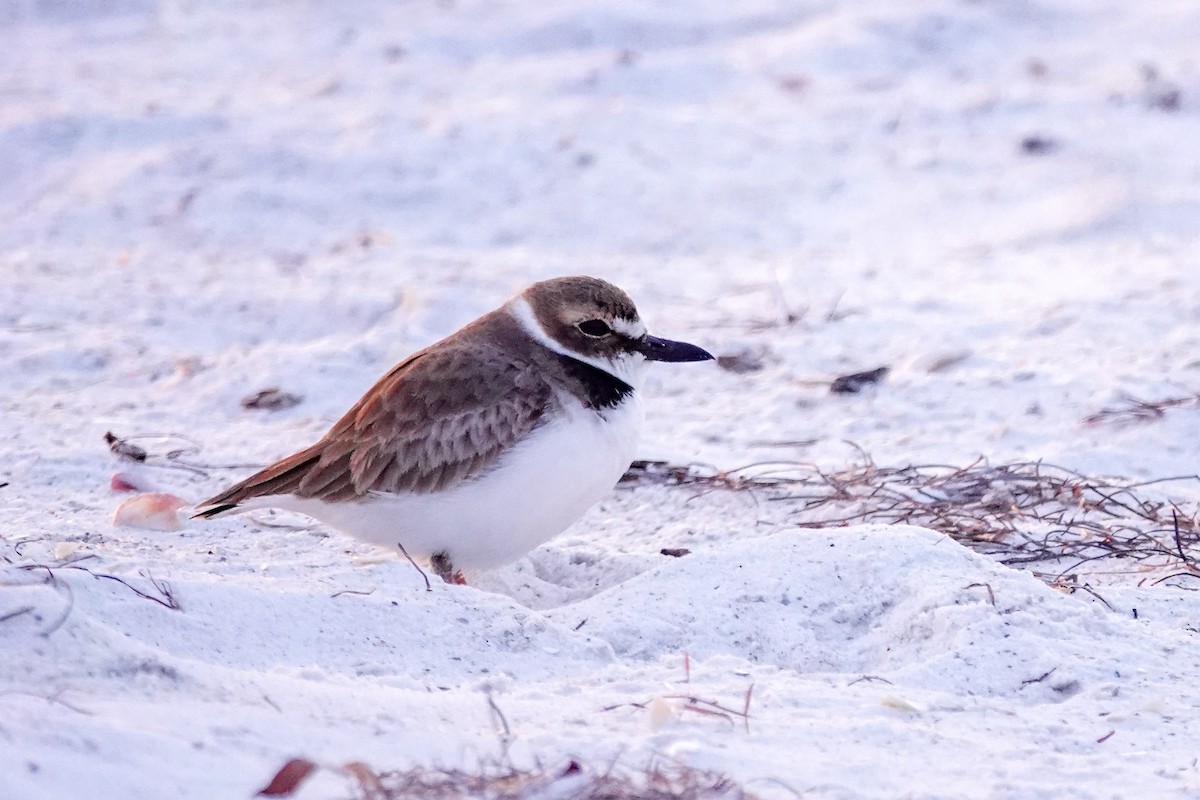 Wilson's Plover - ML646747929
