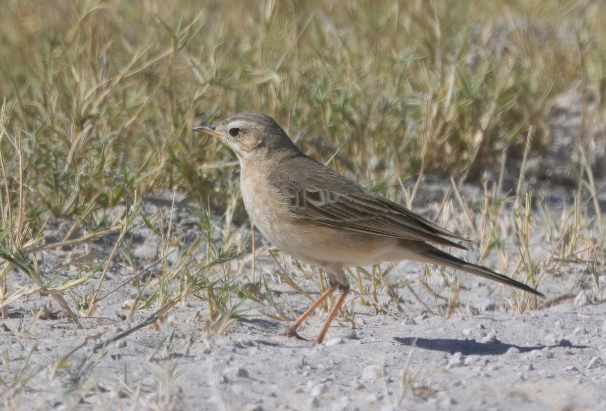 Plain-backed Pipit - ML646747930