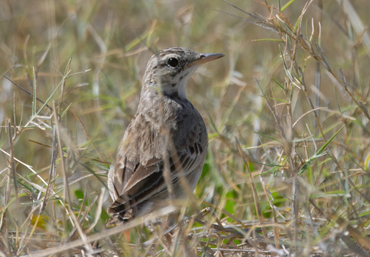 African Pipit - ML646747931