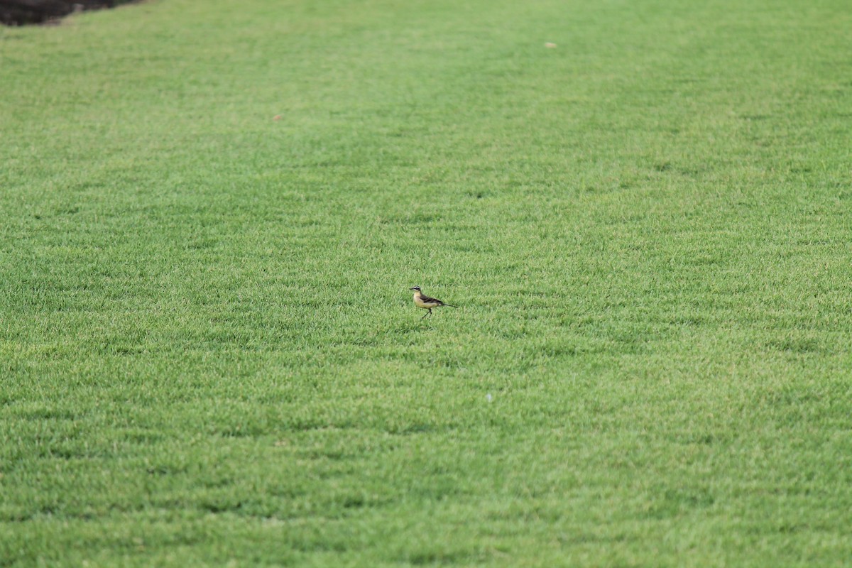 Gray Wagtail - ML646747932