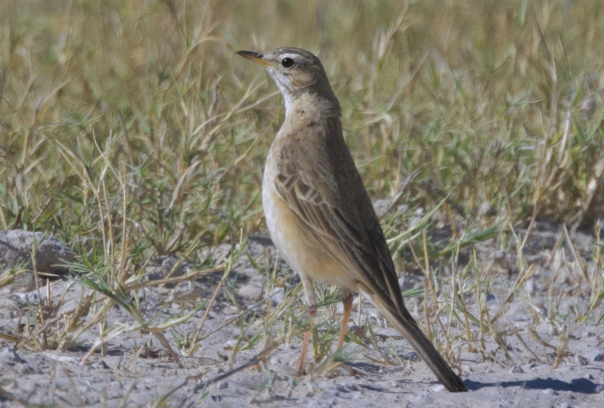 Plain-backed Pipit - ML646747933