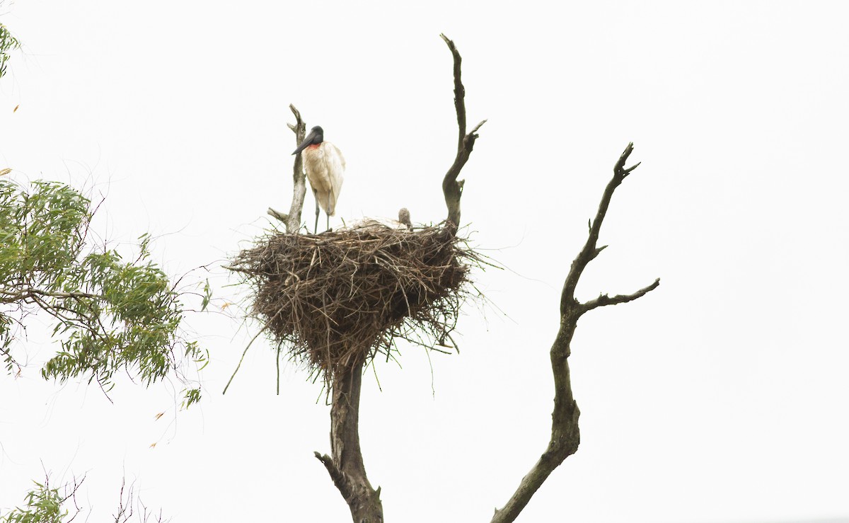 Jabiru amerikarra - ML646747936