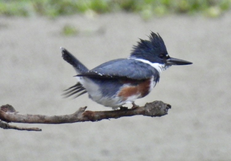 Belted Kingfisher - ML646747937