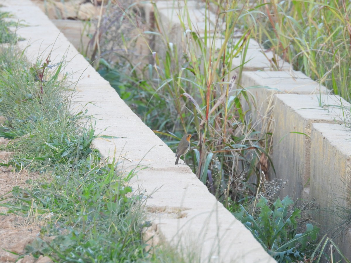 European Robin - ML646747939