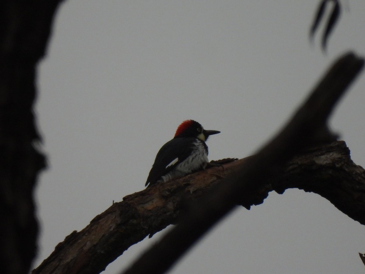 Acorn Woodpecker - ML646747940